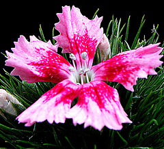 Dianthus Barbatus