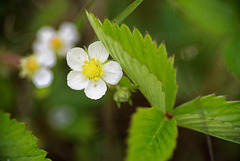 21.05.24 Walderdbeere