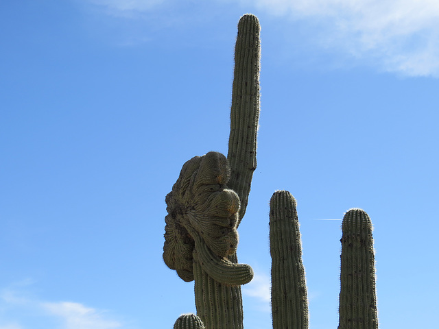 Middle Finger Cactus