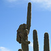 Middle Finger Cactus