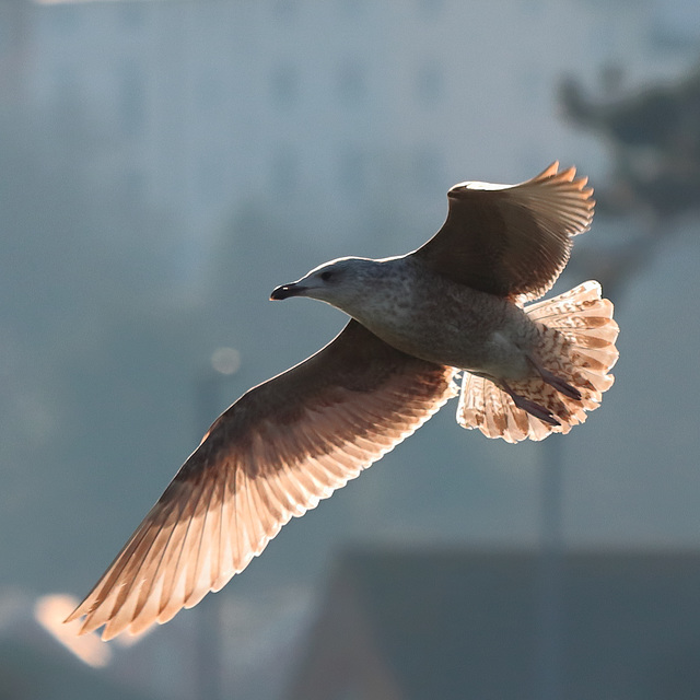 EOS 90D Peter Harriman 13 05 39 27557 soaringGull dpp