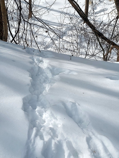 Deer tracks in my neighborhood.