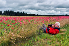 Papaver Somniferum