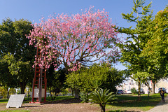 Ceiba Speciosa