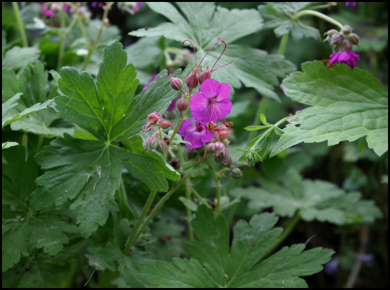 Geranium macrorrhizum (1)