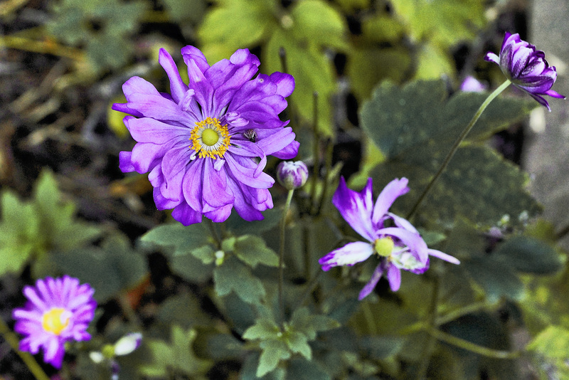 Japanese Anemone – National Garden, United States National Arboretum, Washington, DC