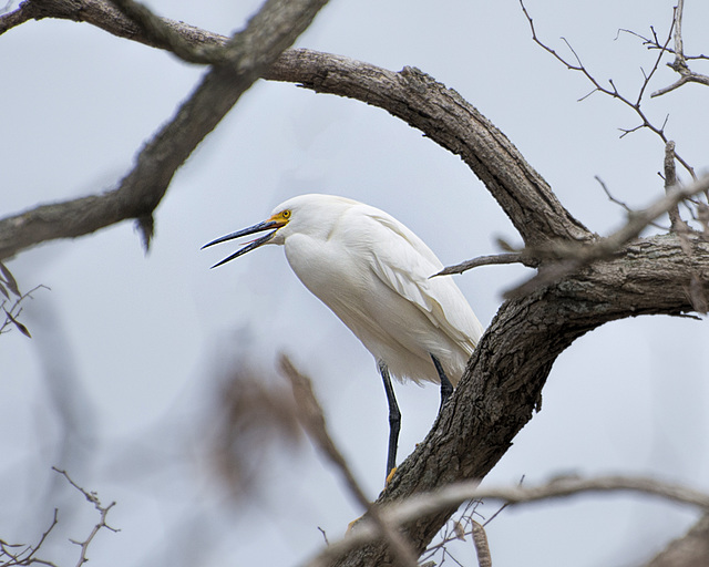 Juvenile Snowy Egret or White Heron     TSC Birds