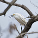 Juvenile Snowy Egret or White Heron     TSC Birds