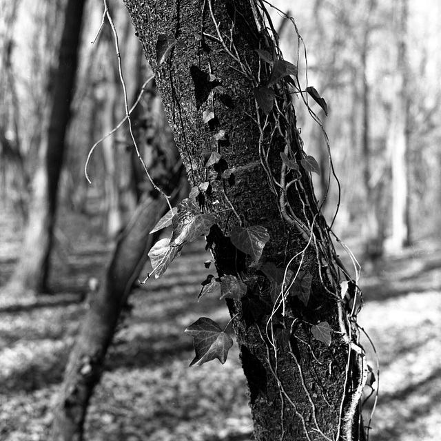 Tree trunk with vines