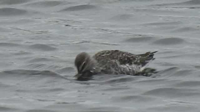 20180404 3515CP~V [D~AUR] Dunkler Wasserläufer, Norderney