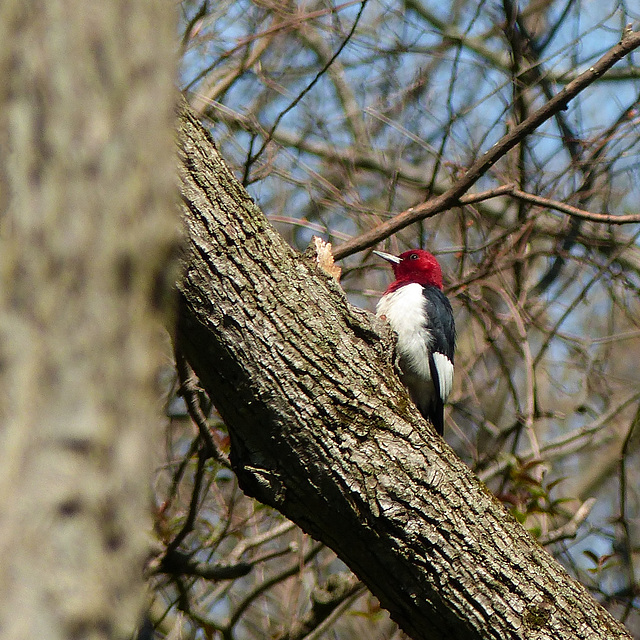 Red-headed Woodpecker, Pt Pelee