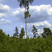 Birch tree standing tall