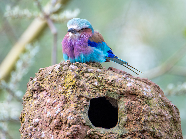 Lilac breasted roller bird.3jpg