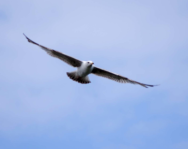 Seagull May set (41)