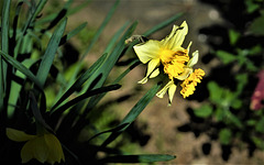 Narciso