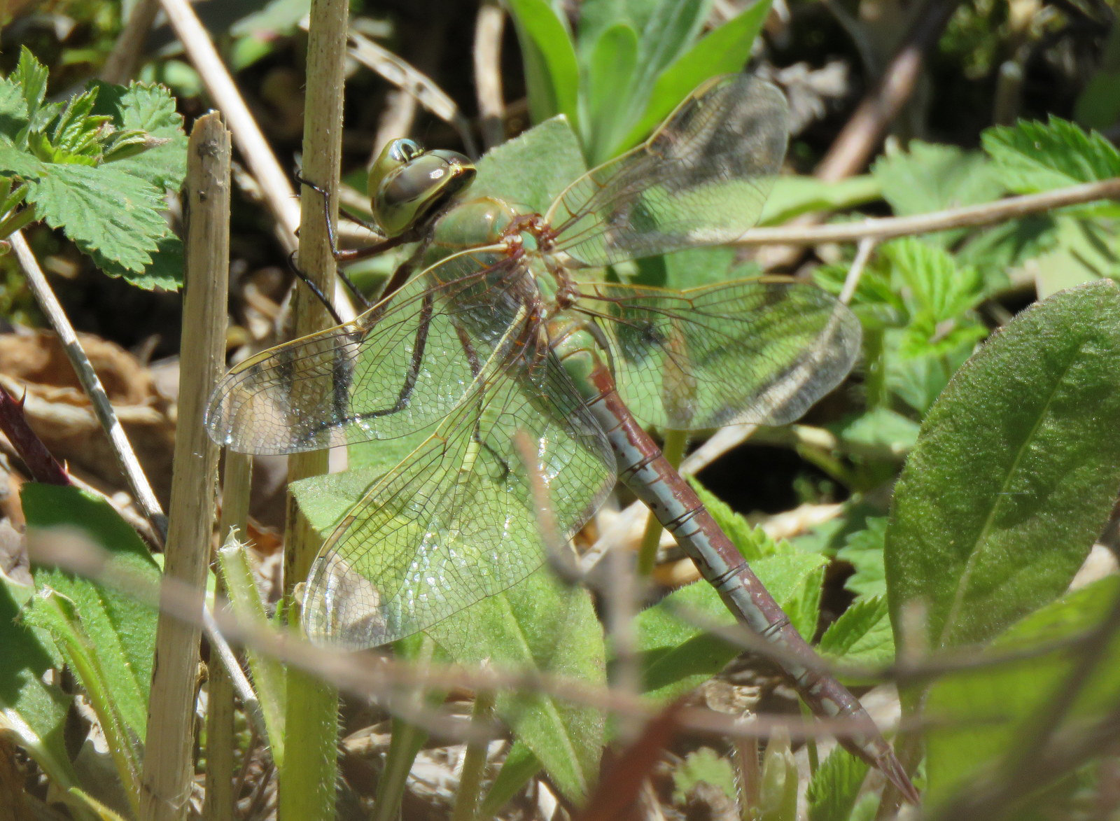 Green Darner, newly emerged.