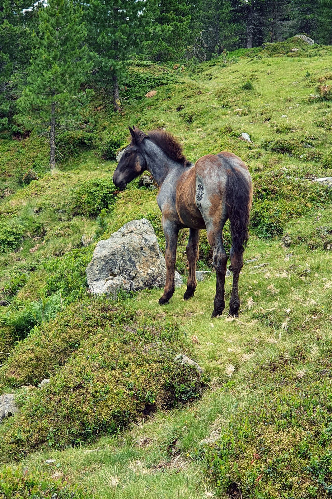 Nature Reserve 'Hohe Tauern' (5)