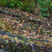 River Sett full of Autumn leaves