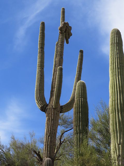 Middle Finger Cactus