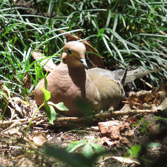 Mourning dove