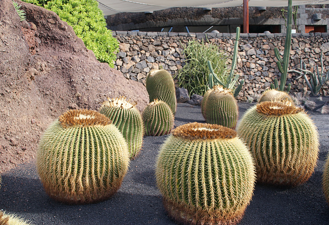 Cactus Garden Lanzarote