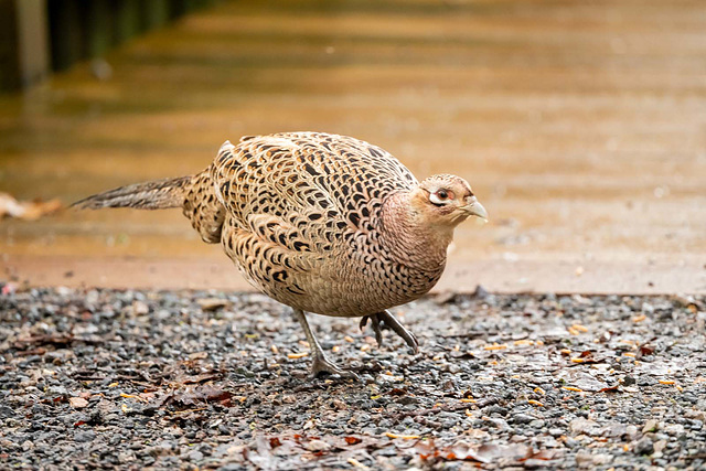 Pheasant