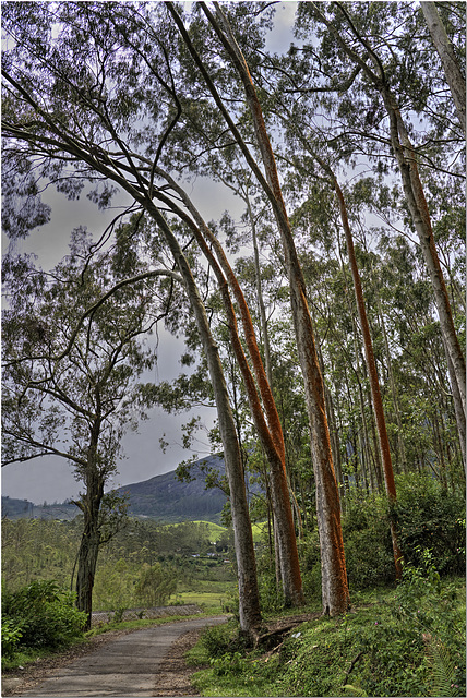 Eucalyptus Wood, Periyar