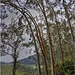 Eucalyptus Wood, Periyar