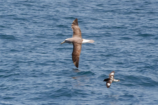 Salvin's Mollymawk and Cape Petrel