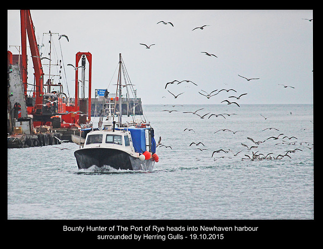 Bounty Hunter & gulls head into Newhaven - 19.10.2015