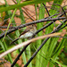 Bran-colored Flycatcher / Myiophobus fasciatus, Trinidad