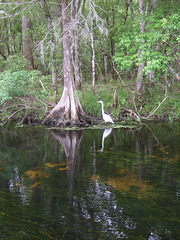 Egret