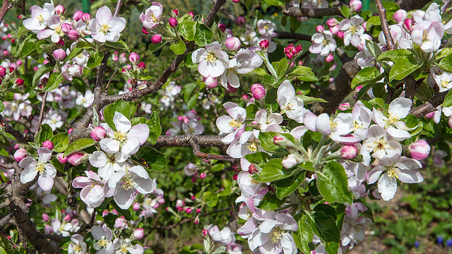 190422 Biere jardin