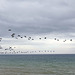 Canada Geese flying over West Bay.