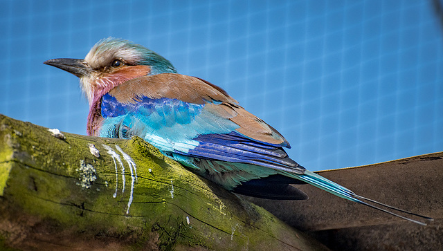 Lilac breasted roller bird