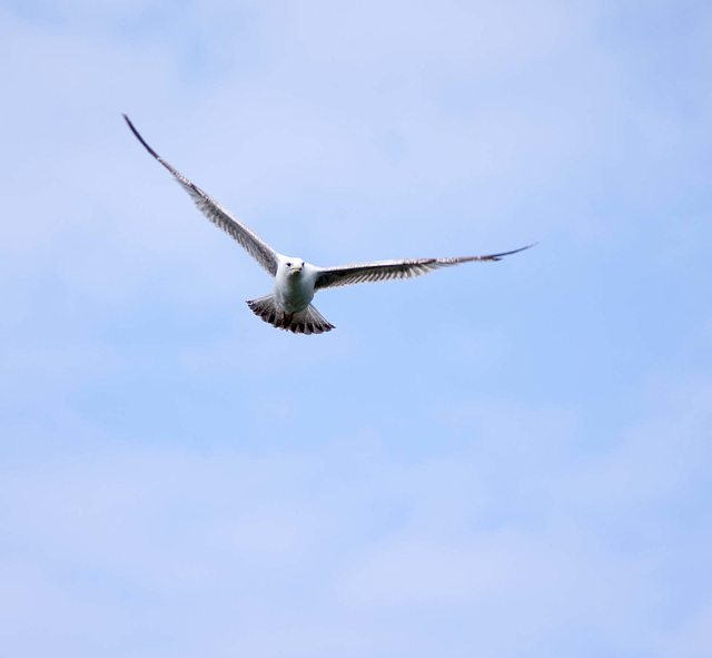 Seagull May set (42)