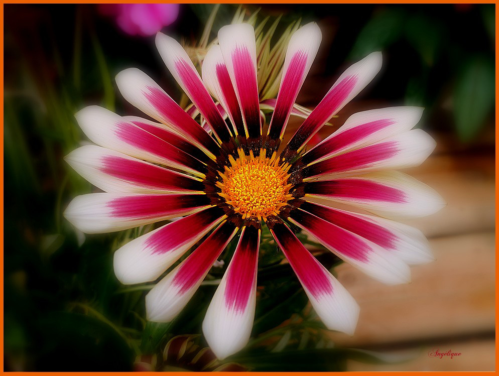 Gazania ............Bon dimanche mes ami(e)s !