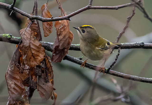 Goldcrest