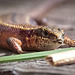 Die Waldeidechse (Zootoca vivipara) hat die Sonne auch genossen :))  The forest lizard (Zootoca vivipara) also enjoyed the sun :))   Le lézard des forêts (Zootoca vivipara) a également profité du soleil :))