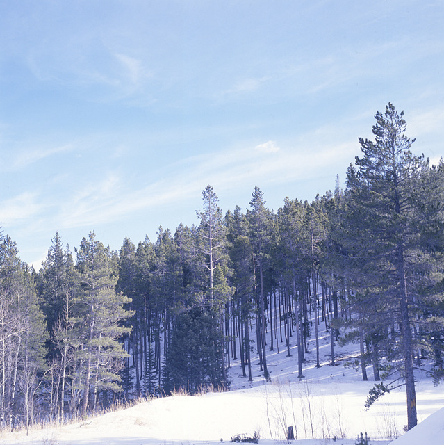 Colorado Mountain Meadow