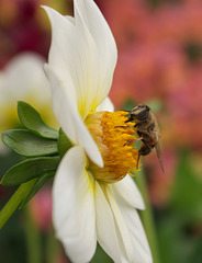 Little bee on a dahlia flower
