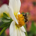 Little bee on a dahlia flower