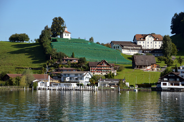 Reben am Vierwaldstättersee