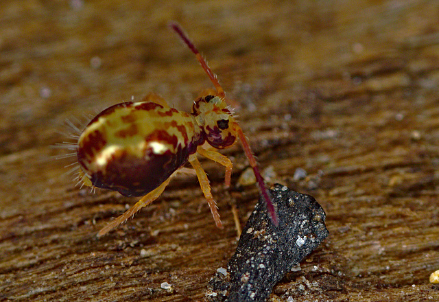 Springtail EF7A2673