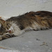 Reclining cat at Mykonos