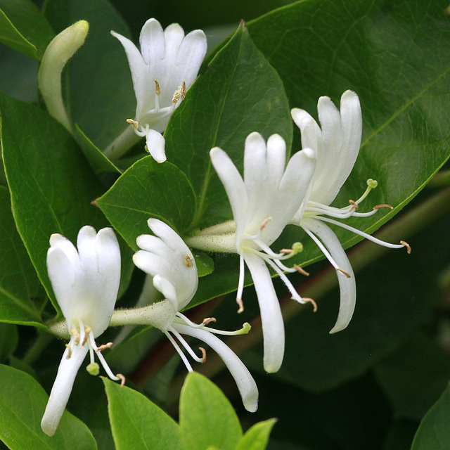 Lonicera