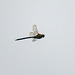 migrant hawker in flight