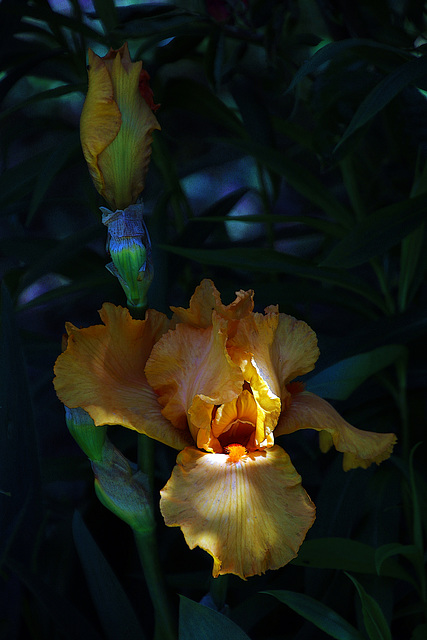 Une en fleur et l'autre dans la fleur de l'âge .