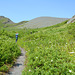 Alaska, Green Meadow Trail of the Right Bank Moraine of the Worthington Glacier