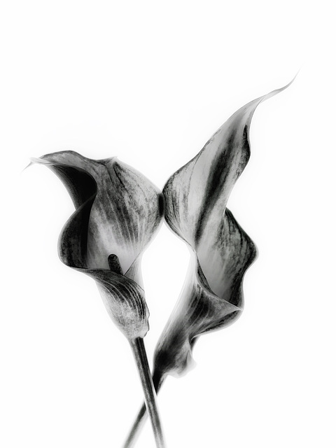 c7c